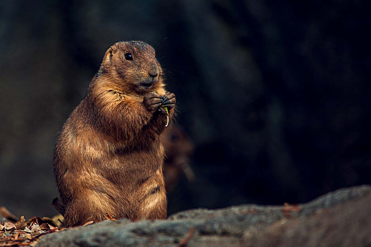 Marmotta nel parco